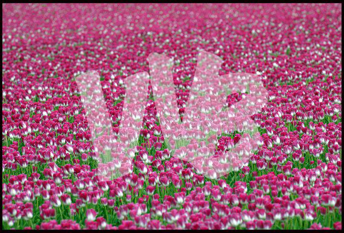 vvb bloembollen_2 kopie